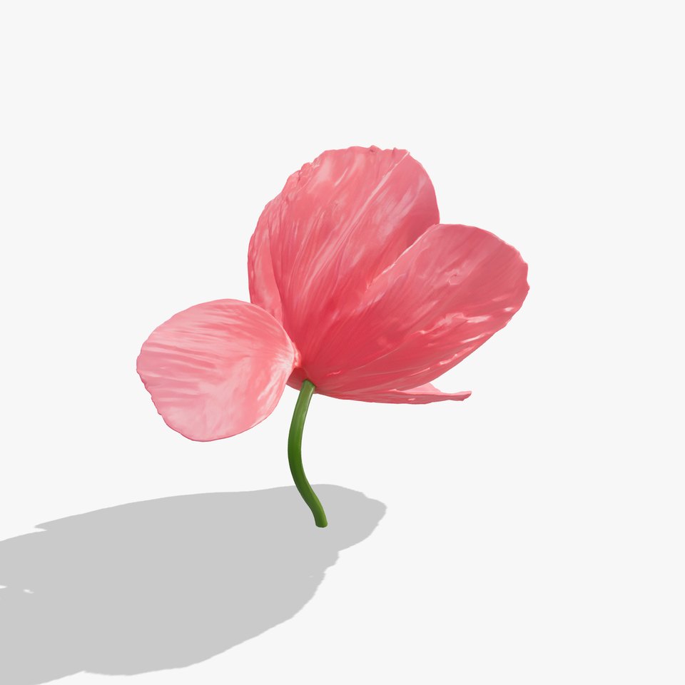 Soft Pink Poppy Flower Sculpture model pack
